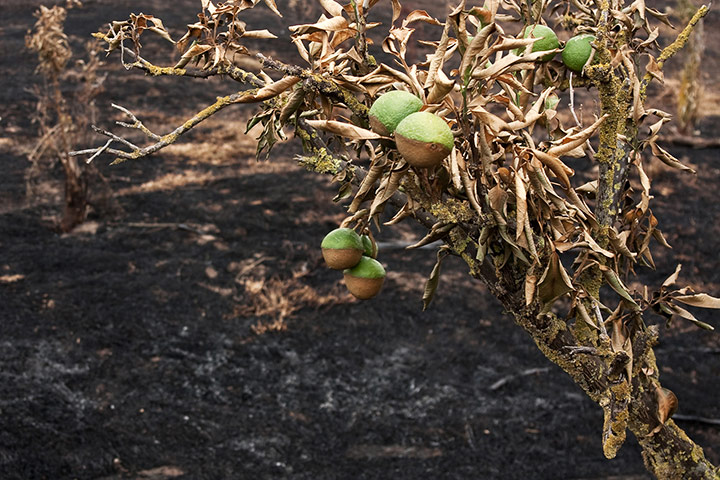 In pictures: extinguish: burnt orange tree