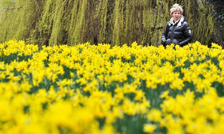 blanket of daffodils herald spring in St Jamess Park in London, but ...