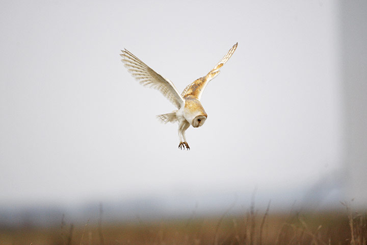 Week in Wildlife: barn owls