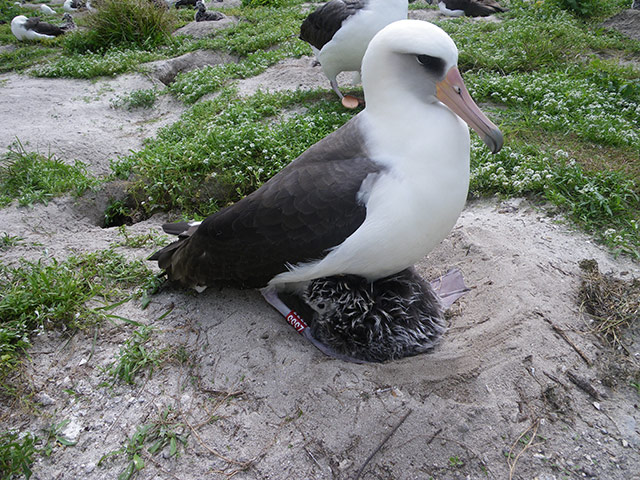 Week in Wildlife: A Laysan albatross named Wisdom