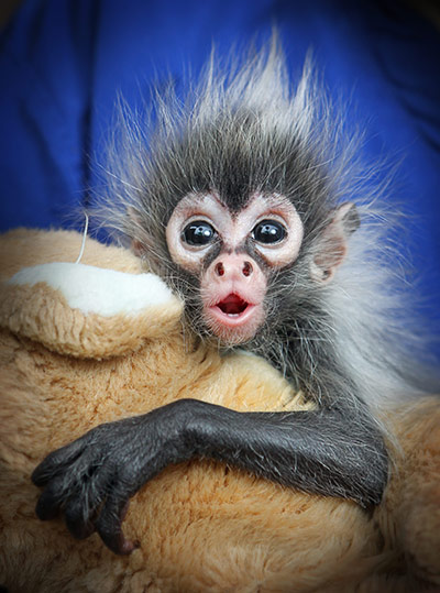 Babies Born Weeks on Seven Week Old Baby Spider Monkey Born At Melbourne Zoo In Australia