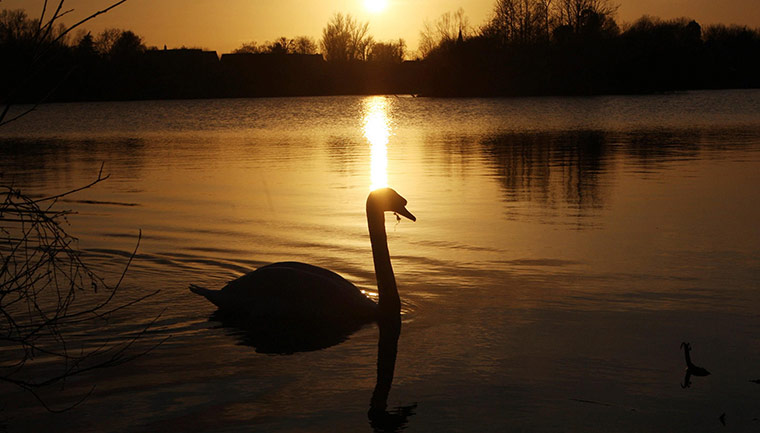 Week in Wildlife: Swan during sunset
