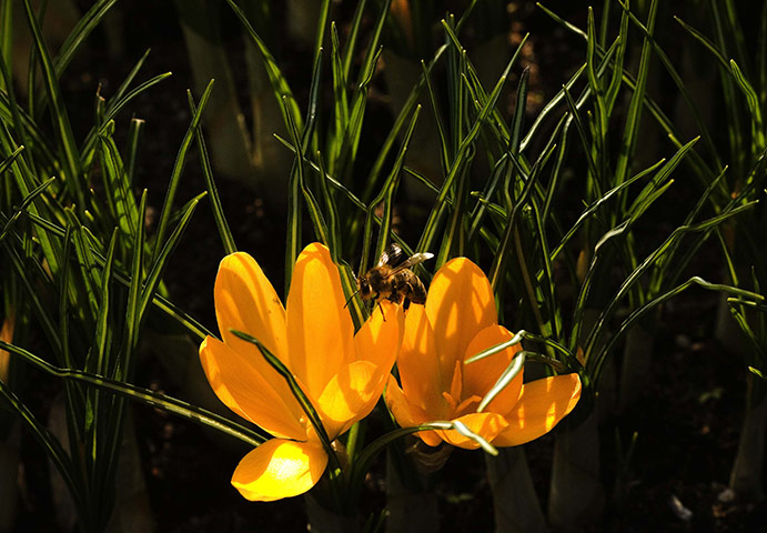 Week in Wildlife: A bee is pictured on season's first crocuses in a public park in Bern