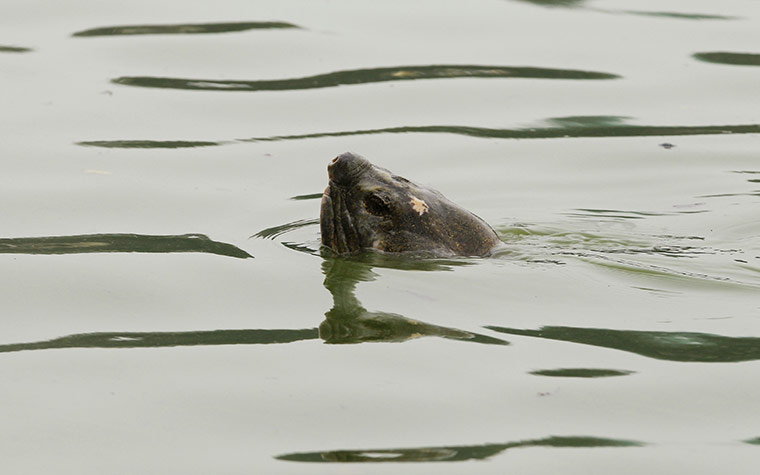 Week in Wildlife: A giant freshwater turtle swims in Hanoi's Hoan Kiem lake