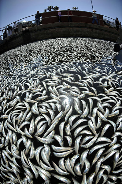 Week in Wildlife: Millions of dead anchovies floating are seen in a marina in Redondo Beach