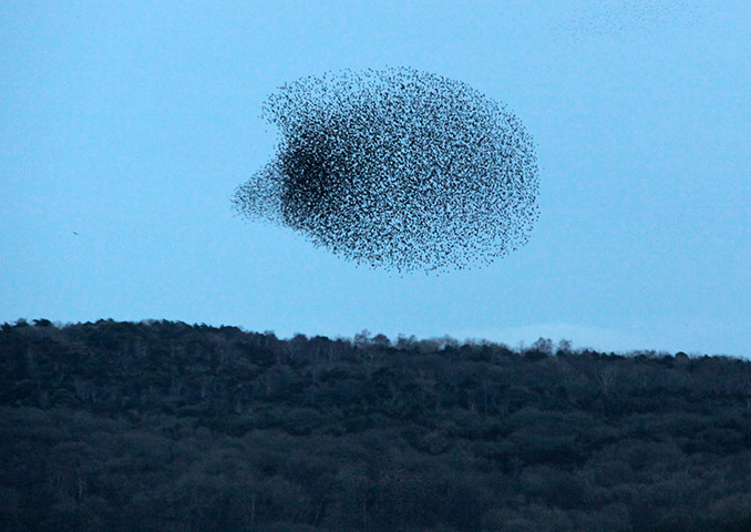 Week in Wildlife: starlings at RSPB nature reserve, Leighton Moss