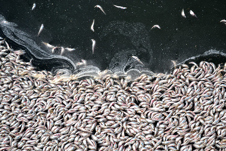 24 hours in pictures: Dead sardines float on the surface at King Harbor marina, California