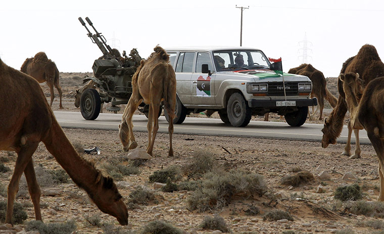 Libya Uprising: Rebel fighters drive by a herd of camels near Ras Lanuf