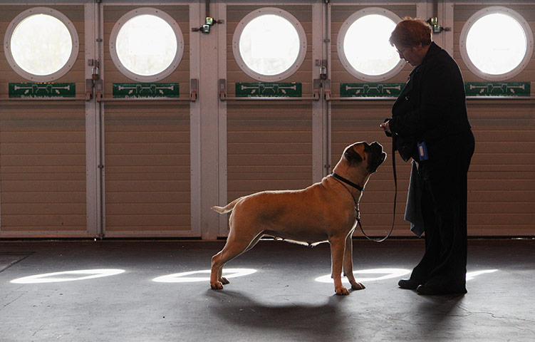 Crufts Friday: A woman practices obedience training with her dog