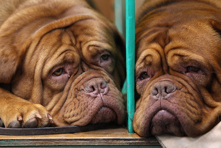 Crufts Friday: Two dogue French mastiffs rest in their stalls