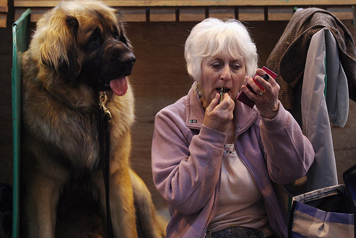 Crufts Friday: A leonberger dog looks on as its owner applies lipstick in the stalls