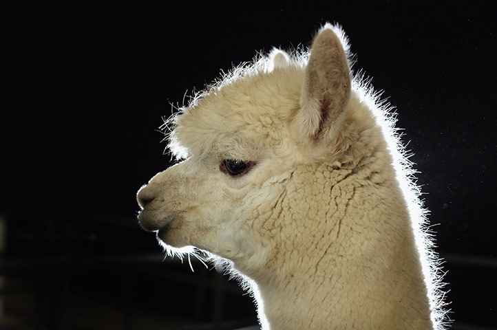 24 Hours in Pictures: The Annual British Alpaca Show