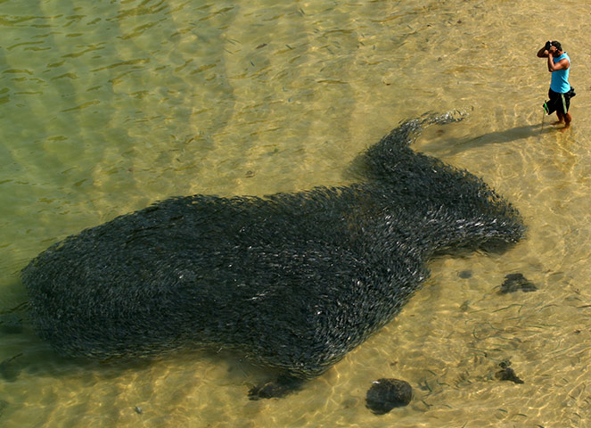 24 Hours in Pictures: A shoal of sardines