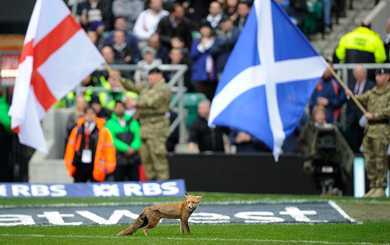Rugby: England v Scotland