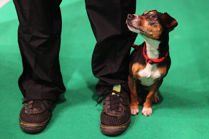 Final day of Crufts : Final day of Crufts in Birmingham 2011
