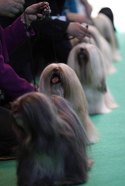 Final day of Crufts : Final day of Crufts in Birmingham 2011