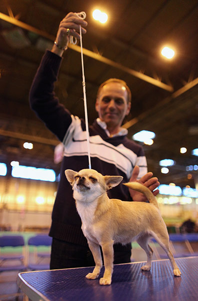 Final day of Crufts : Final day of Crufts in Birmingham 2011
