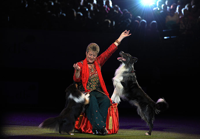 Crufts finals : Final day of Crufts 2011 in Birmingham 