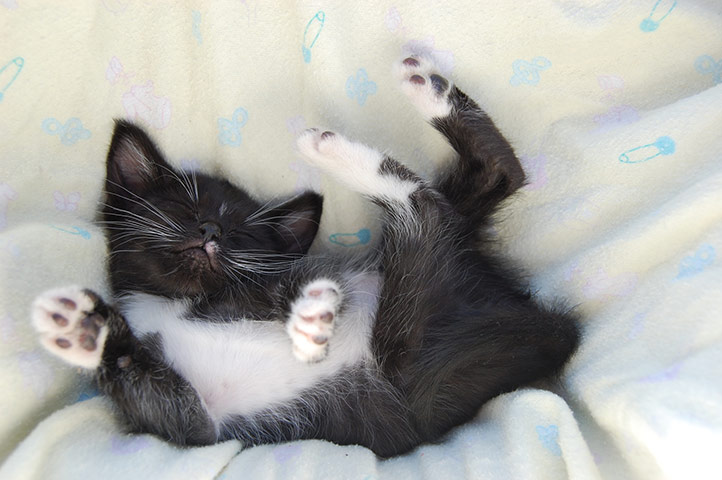 Inflation Basket: Sleeping kitten