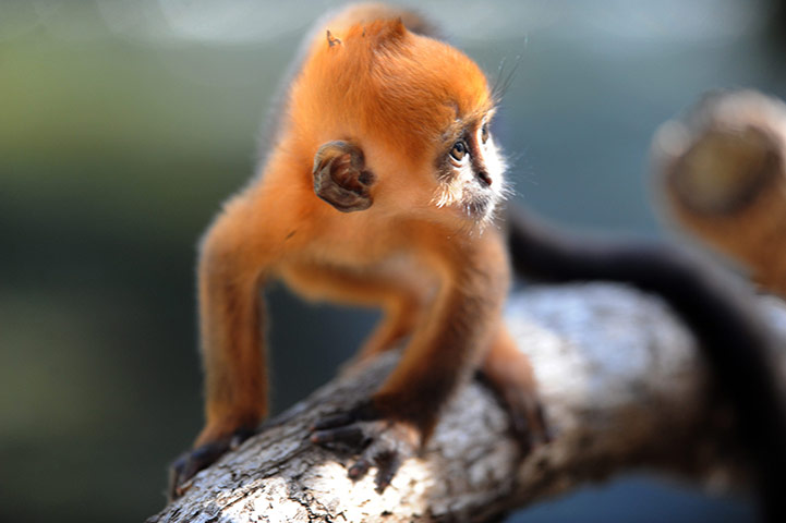 24 hours in pictures: Baby monkey at Taronga Zoo, Sydney, Australia
