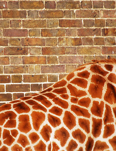 in pictures: difference: giraffe and brick wall