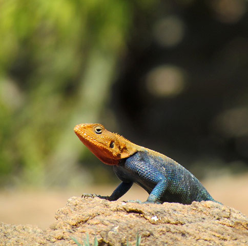 in pictures: difference: An Agama lizard
