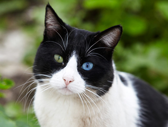 in pictures: difference: cat