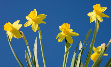 Daffodils-Narcissus-007.jpg