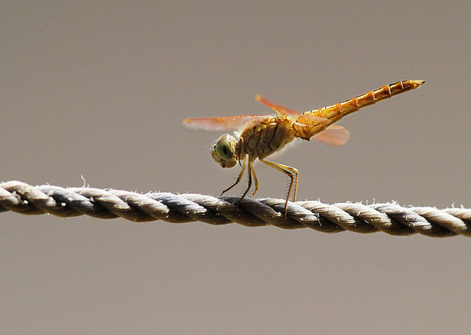 24 hours: Chennai, India: A dragonfly perches on a rope 