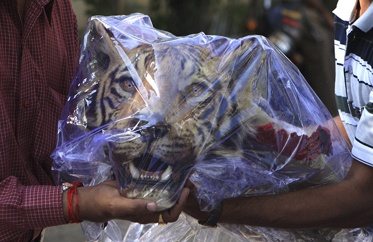 24 hours: Nagpur, India: Officers hold a seized head of a Royal Bengal tiger