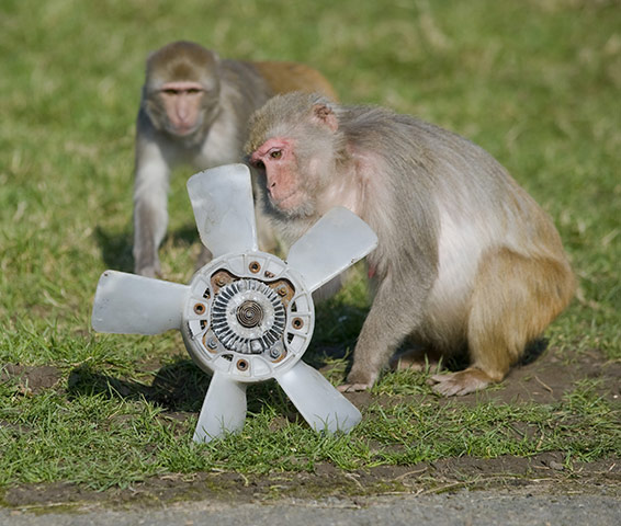 Longleat Monkeys: Two monkeys play with a fan blade
