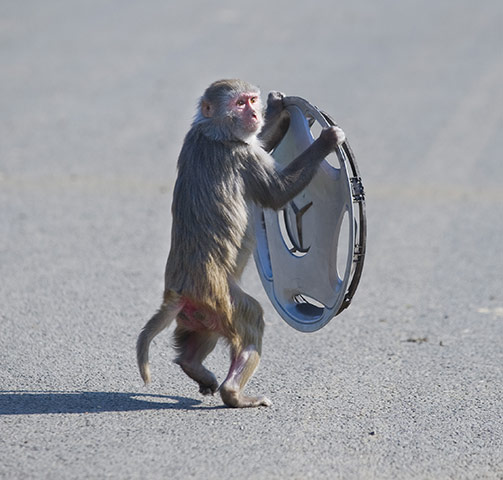 Longleat Monkeys: A monkey runs off with a wheel trim