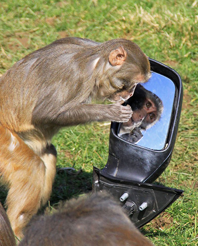 Longleat Monkeys: A monkey looks into a wing mirror