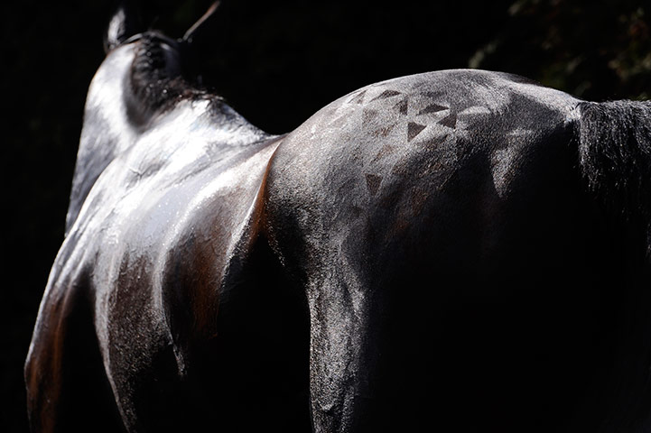 Cheltenham day three: cheltenham racing