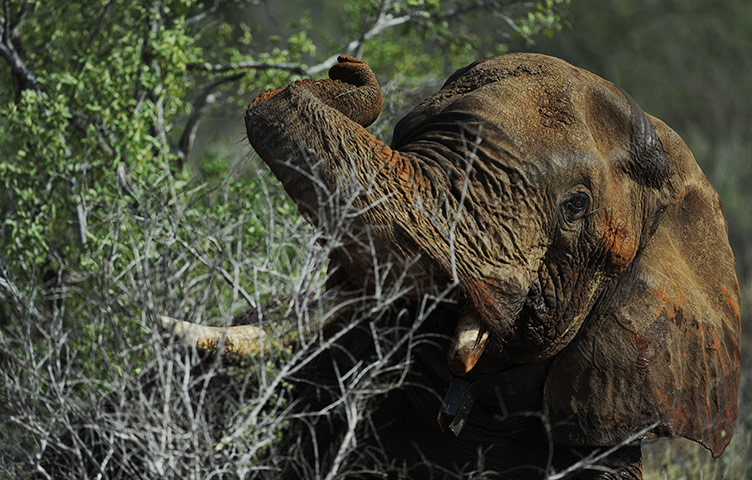 Week in Wildlife: A collared elphant who was sedated by Kenya Wildlife Services