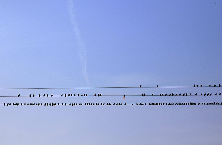 Week in Wildlife: Starlings perch on power lines above farmland near Dungeness