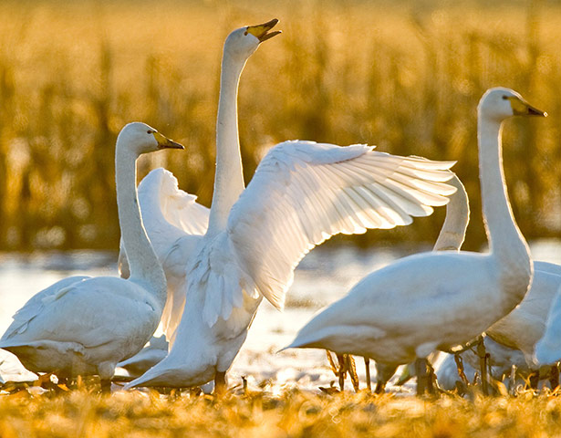Week in Wildlife: Whooper Swans in Oderbruch
