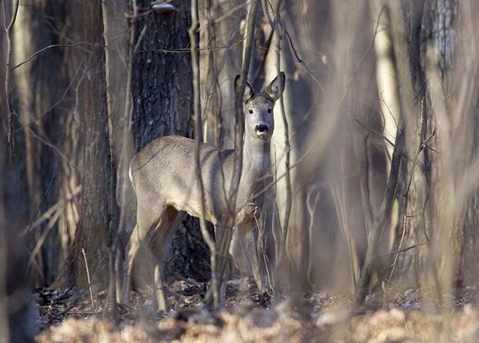 24 Hours In Pictures: Roe deer