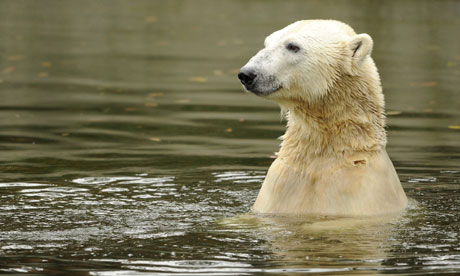 Berlin Polar Bear