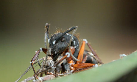 A zombie ant infected with the