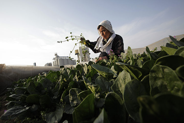 24 hours: Moriya, Japan:  A farmer weeds a spinach field