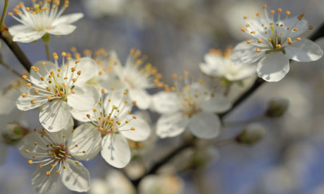 cherry blossom