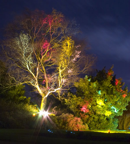 Inverleith Park tree lit up