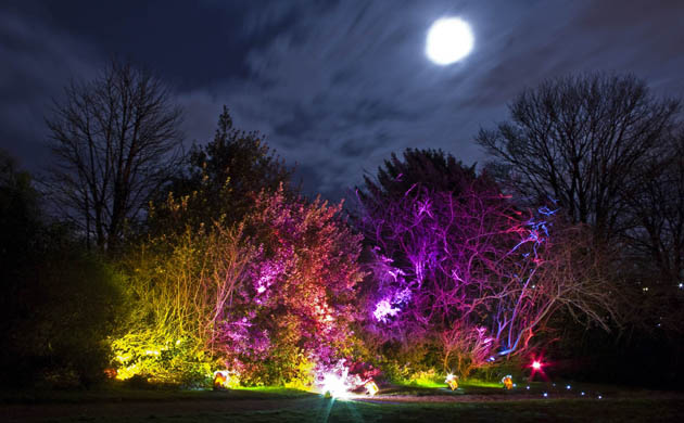 Inverleith Park lighting bush