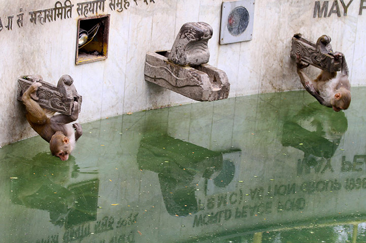 24 Hours: Kathmandu, Nepal: Monkeys hold on to dry stone taps