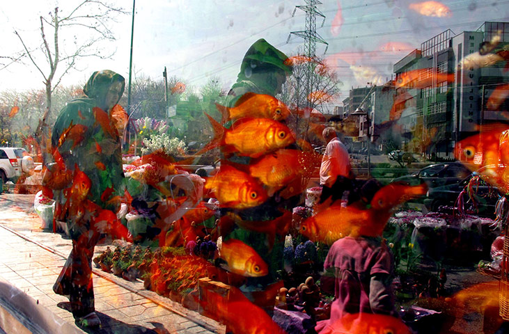 Spring festivals: People are reflected in the window of a shop selling goldfish in Tehran