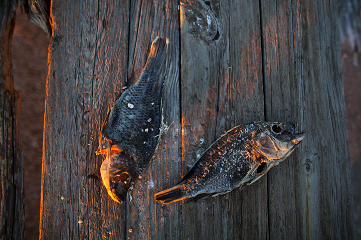 FTA: Jim Lo Scalzo  : Dead tilapia lit by the morning sun