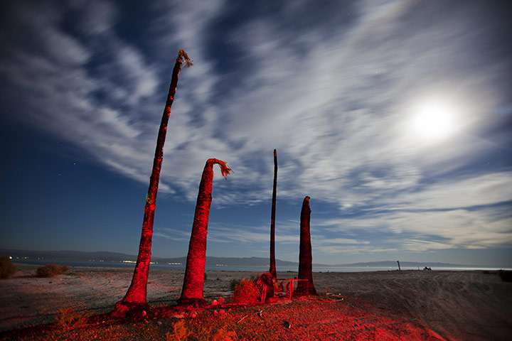 FTA: Jim Lo Scalzo  : The trunks of dying palm trees rise on the shores of Salton Sea Beach