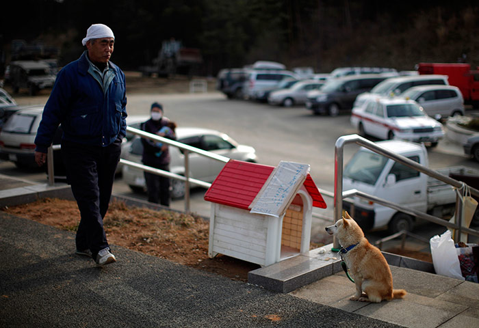 Japan survivors: A dog sits outside a relief centre in Minamisanriku 