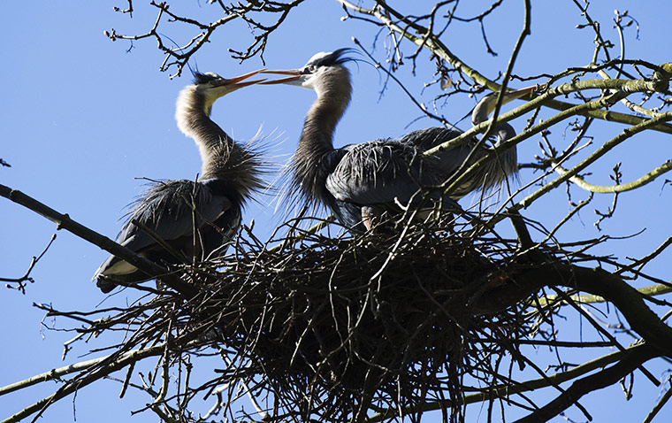 24 hours: Vancouver, Canada: A pair of Blue Herons sit in their nest in Stanley Park